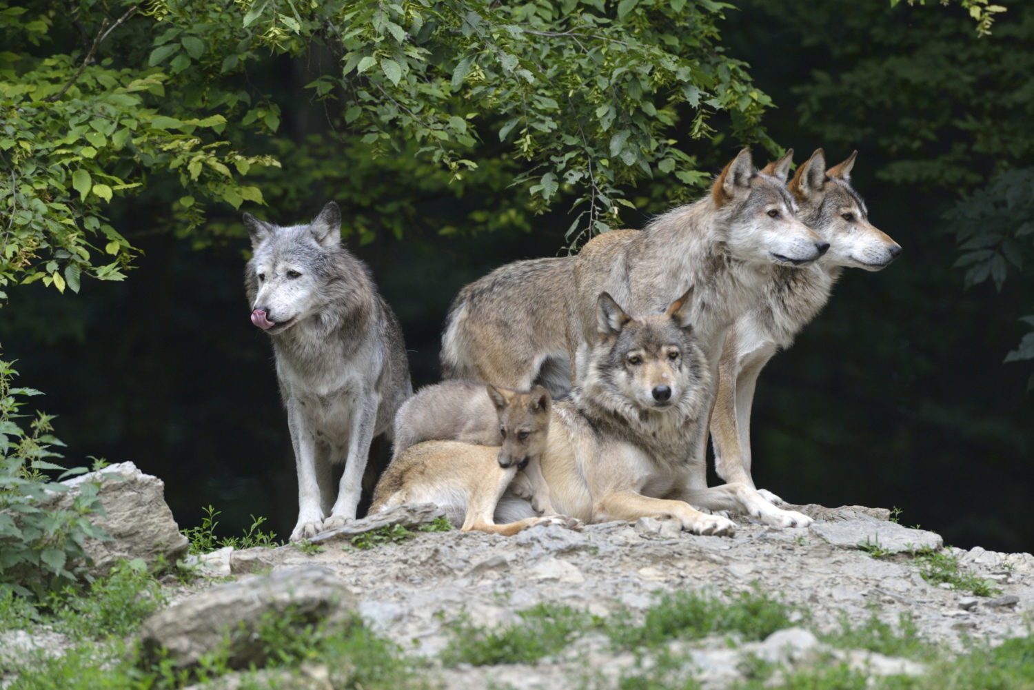 Wildpark Bad Mergentheim - Gruppenreisen in Baden-Württemberg